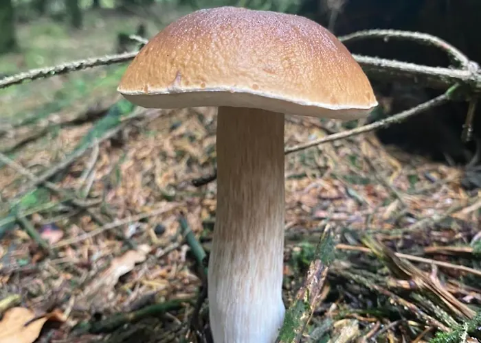 Schoene Mit Ausblick In Apartman *